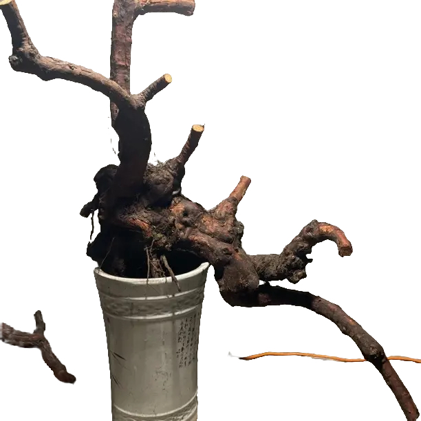 山木香红刺滕嫁接月季花