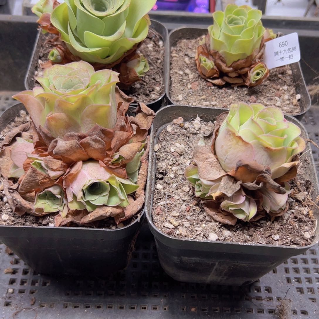 690 侧牙掉了不包损无售后