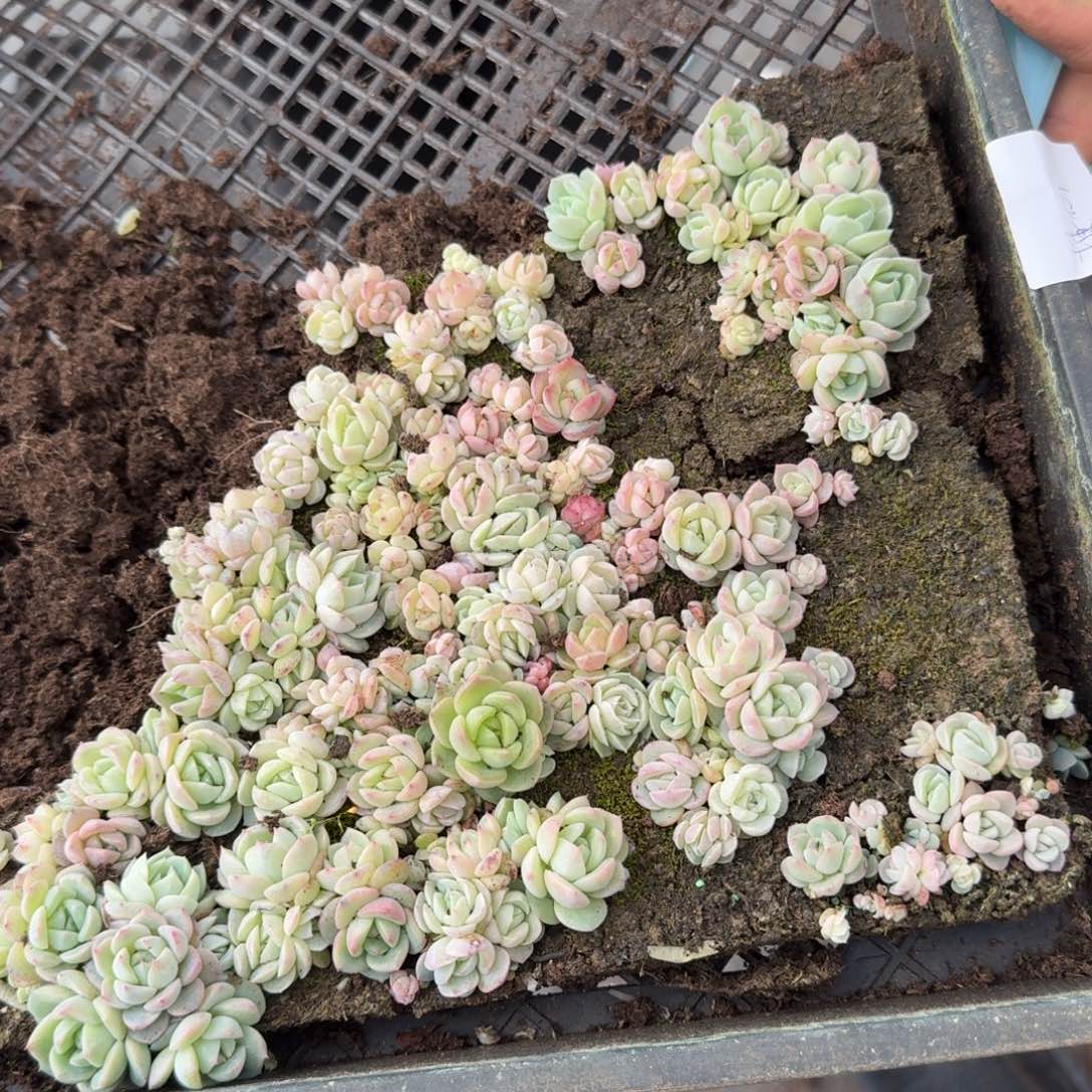 多肉杂交一物一拍11-119