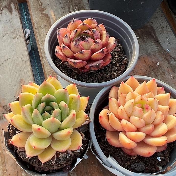 单头春春珍妮，单头星空珍妮，山果珍妮