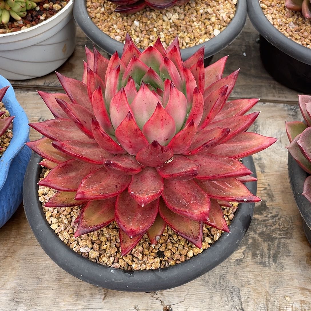 程***多肉植物一物一拍