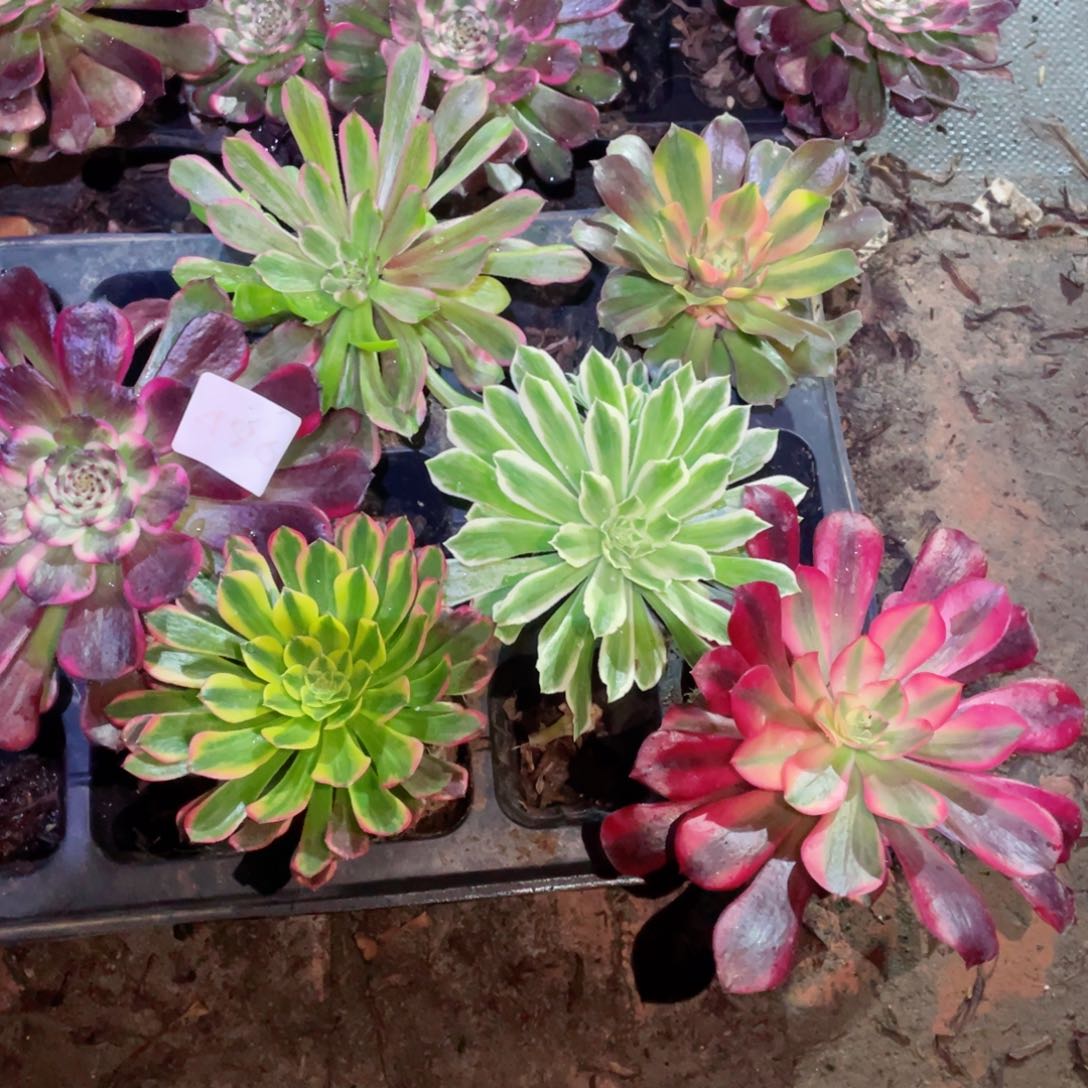 多肉植物组合6颗496