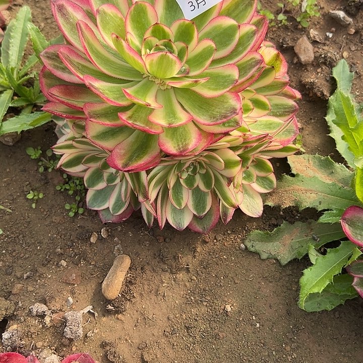 3.10-29倾城多肉植物2
