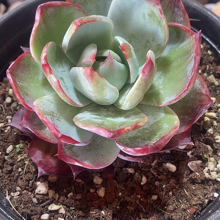 恭**财春节福利惊鸿仙子15