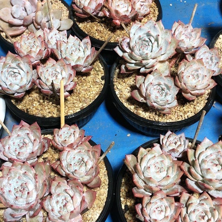 粉蓝鸟群多肉植物