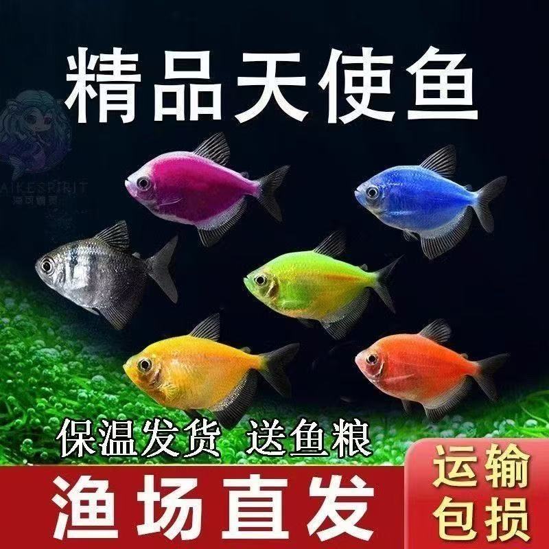 【精品大号】七彩天使鱼五颜六色群游热带小型观赏鱼