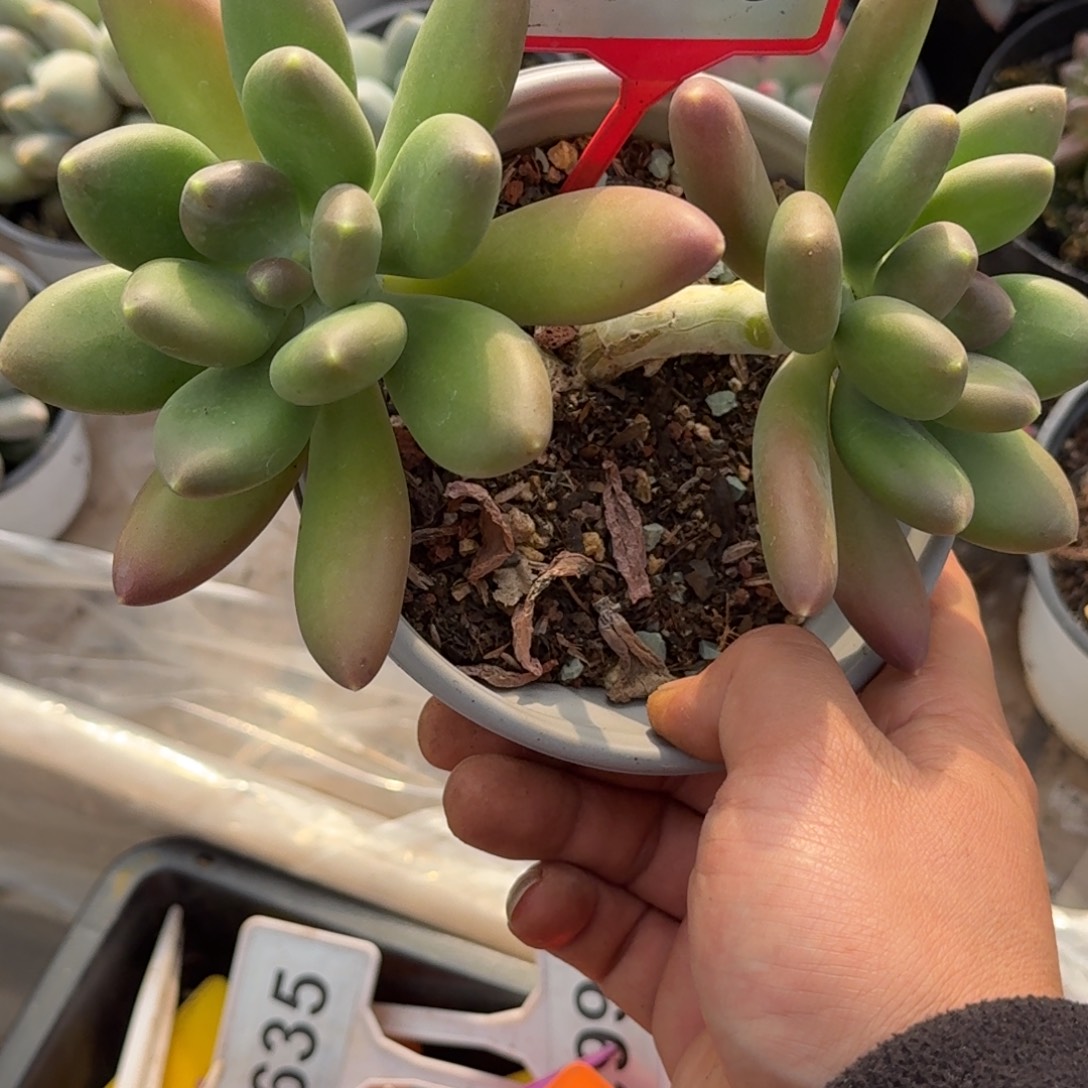 多肉植物金吉拉776