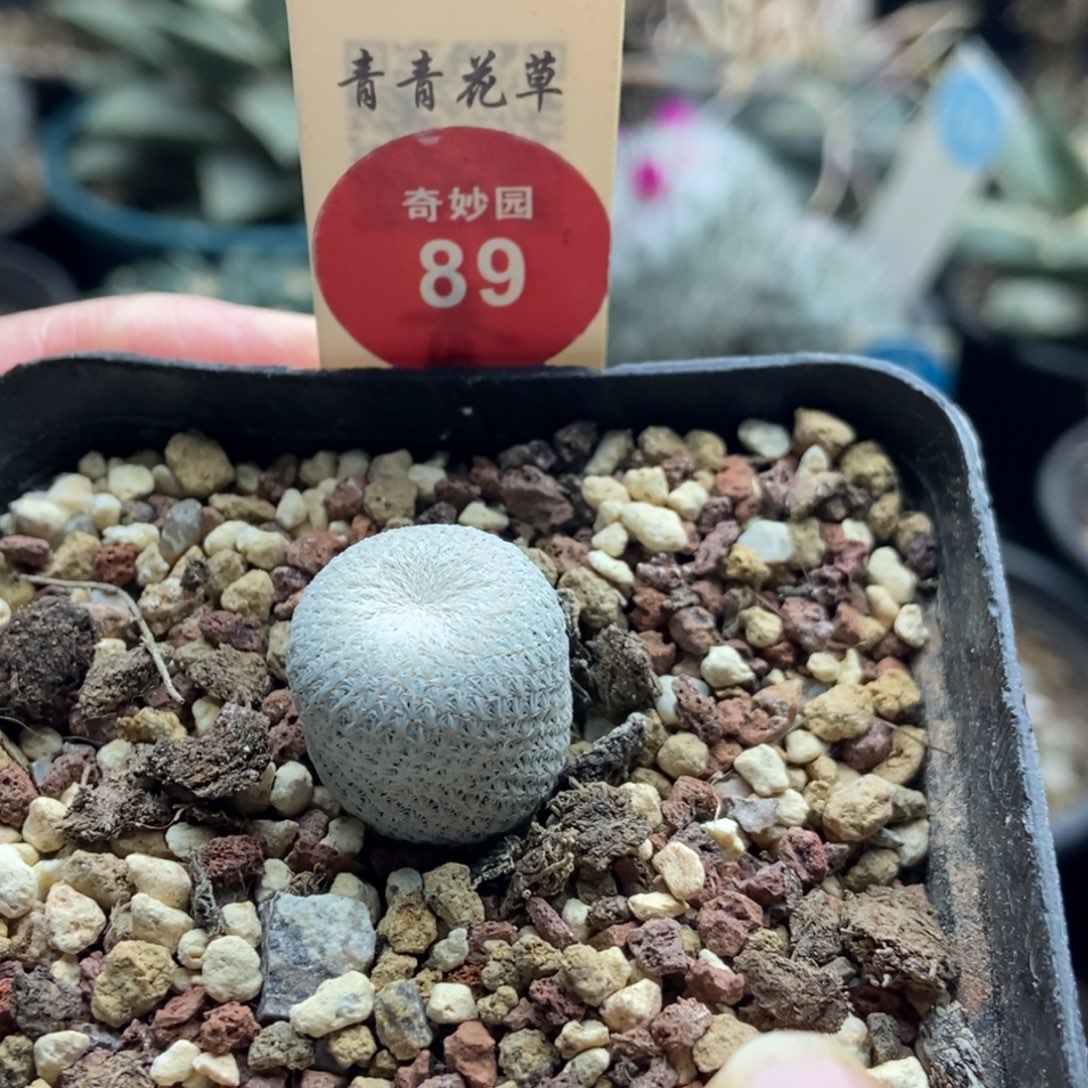 实生小人帽1.7cm一棵仙人球