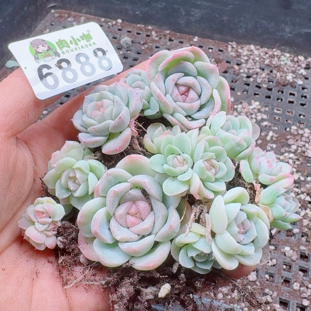 多肉植物多肉植物