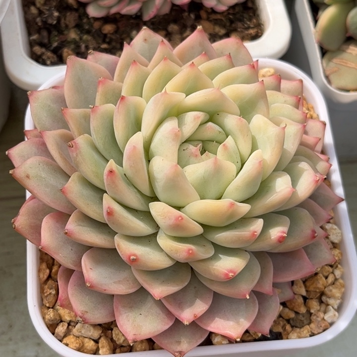 书*Tp 锦一颗价格发货