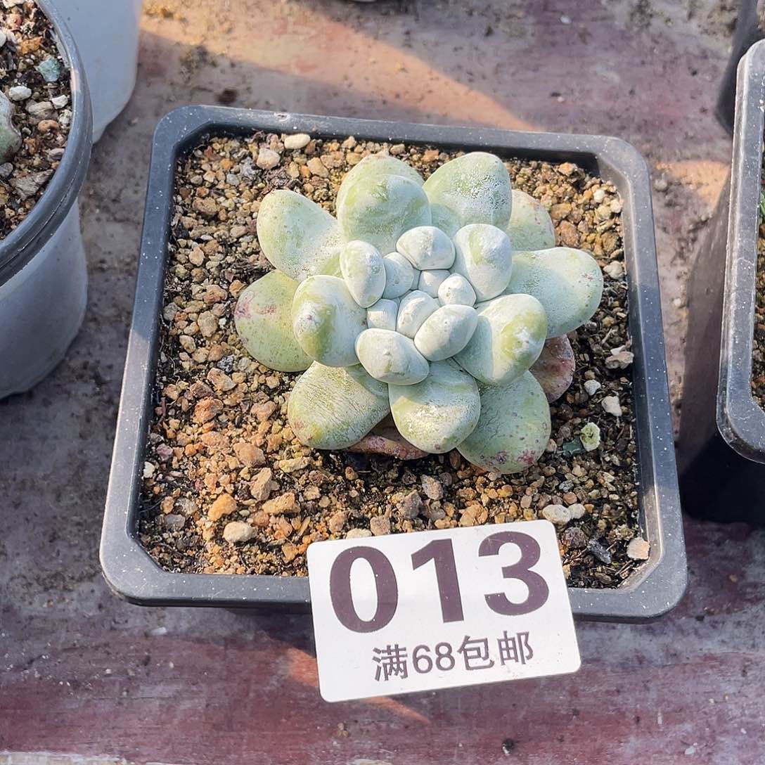 晨溪园艺仙女杯呀