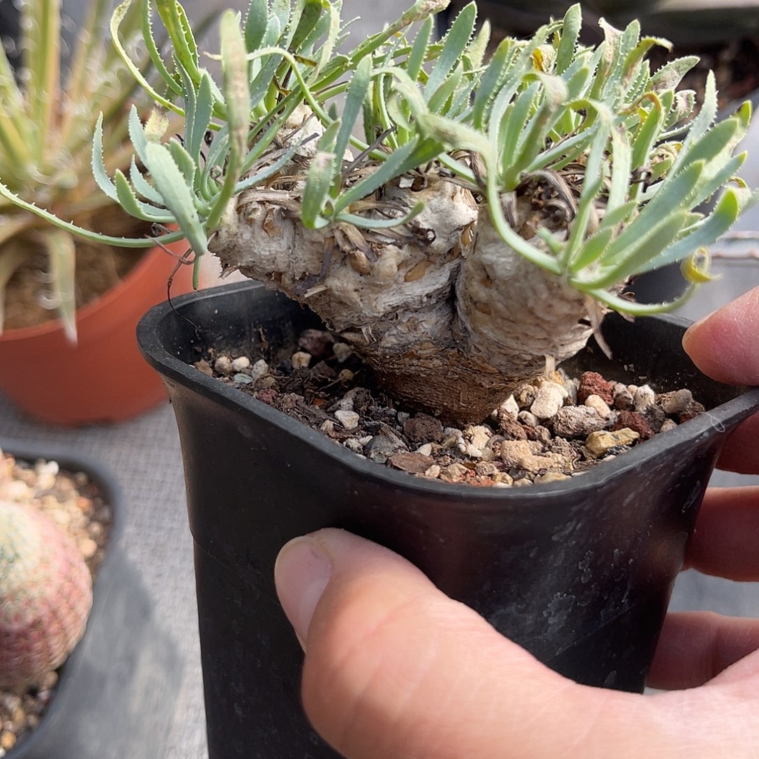 实生刨花厚敦菊一物一拍