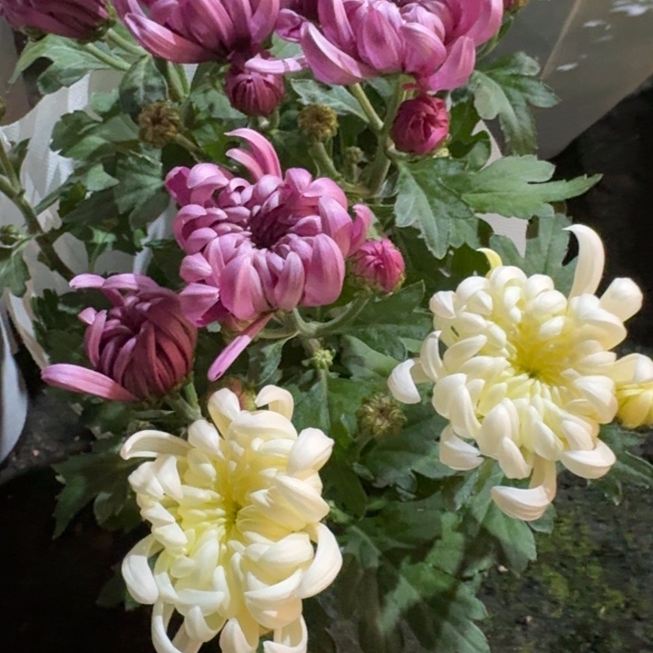 140规格龙爪菊白紫双色