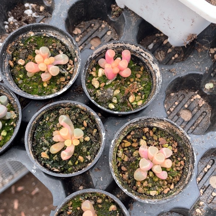 五十林玉锦100元5盆88888