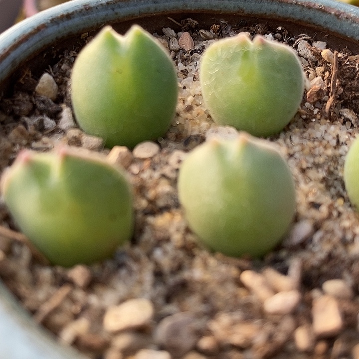 817福利大空蝉一颗。  