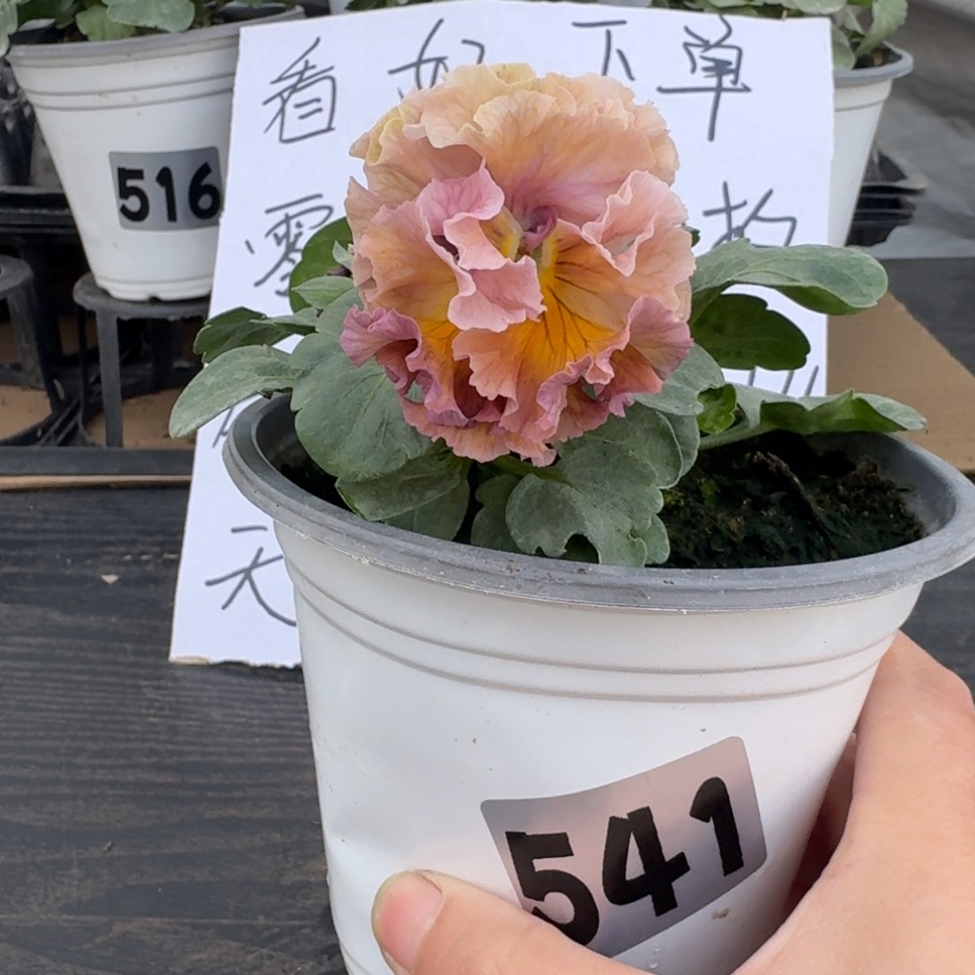 全部花朵541号m系列