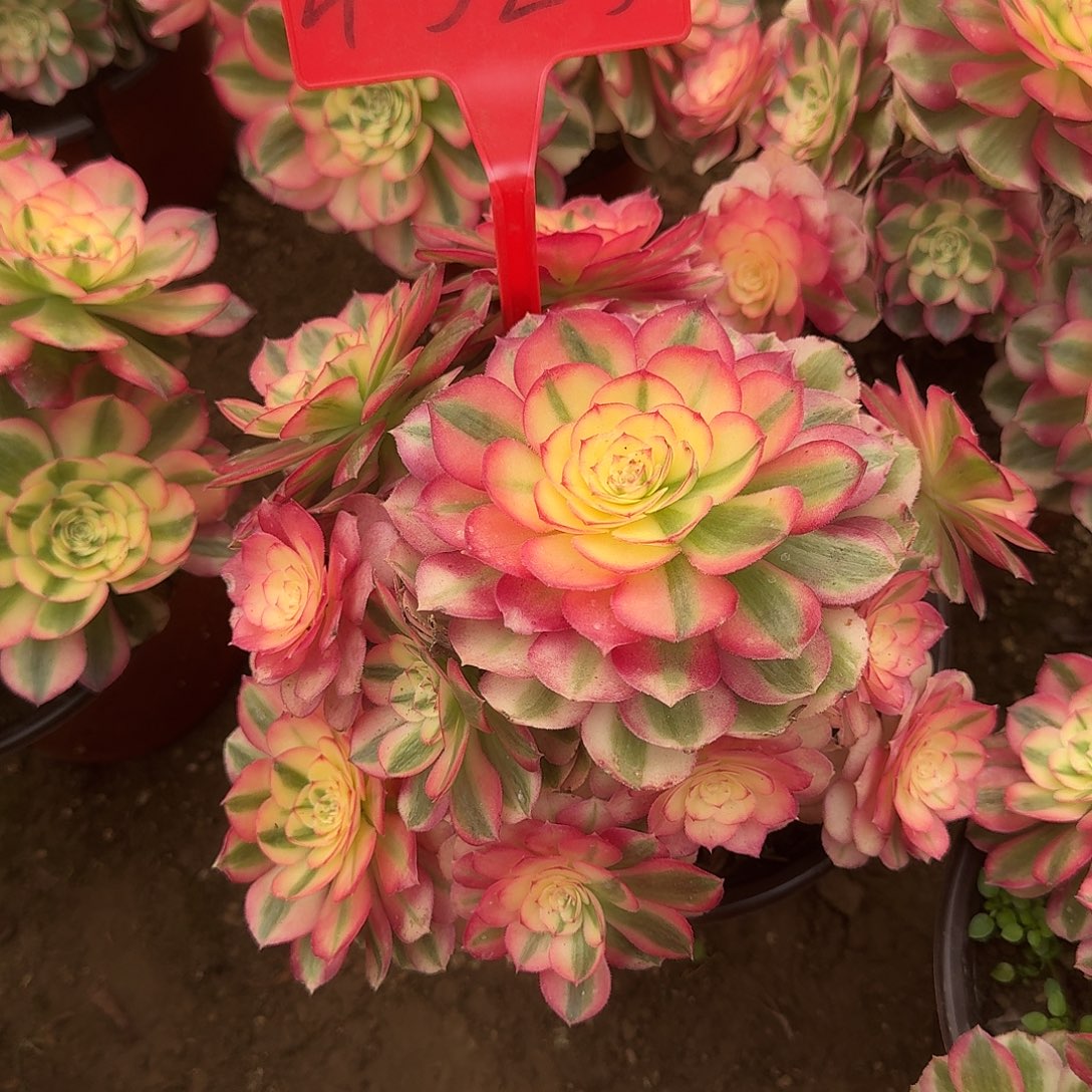 4525倾城多肉法师