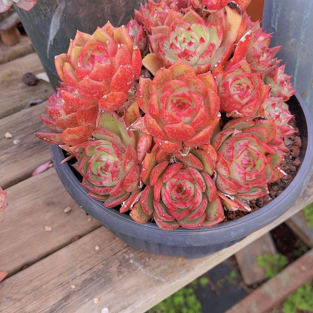 红陶果**欣多吃点东西吃肉