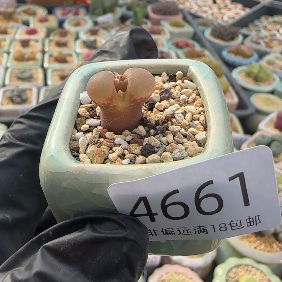 4661--一物一拍 带盆盆 cm10