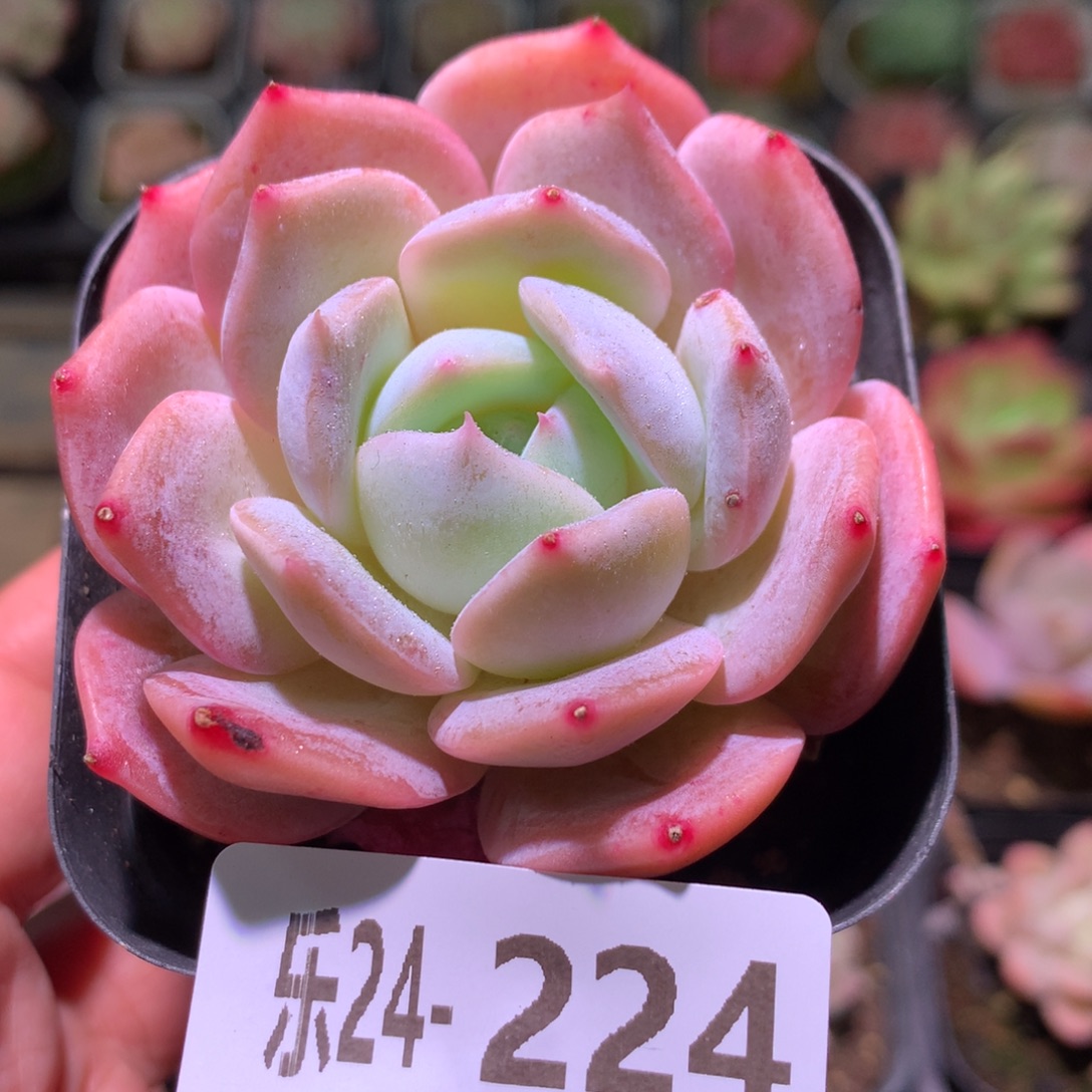 乐然24-224 紫皇后 