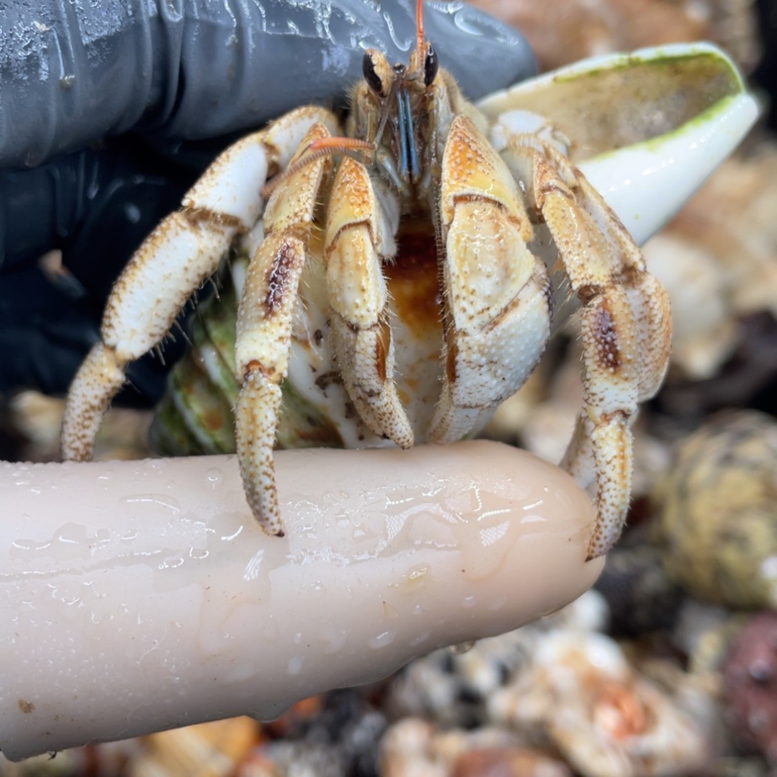 不退不换活体宠物156