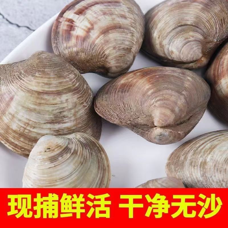 鲜活无沙大蛤蜊 美贝 5斤装