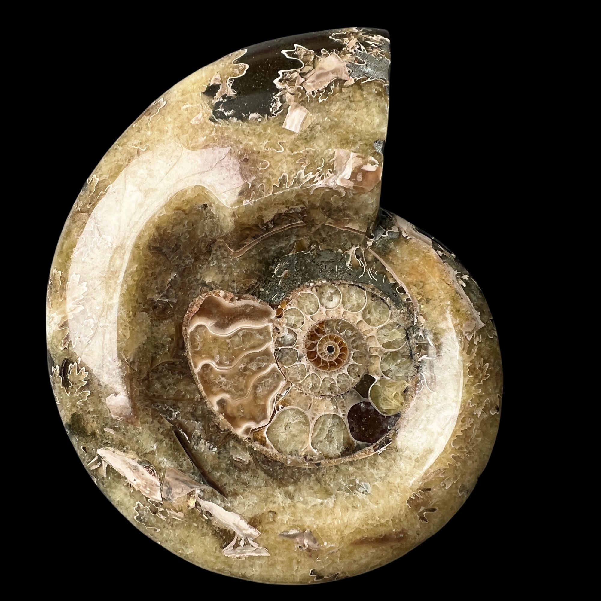 【 叶菊石（ 烟缸 ）】尺寸137.6mm 玉化 马达加斯加YY 古贝壳 K6