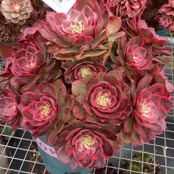 1028莲花座多肉植物