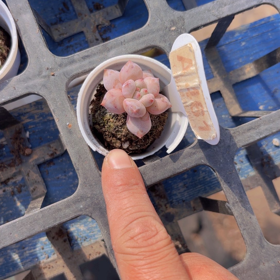 A461香水奶一物一拍