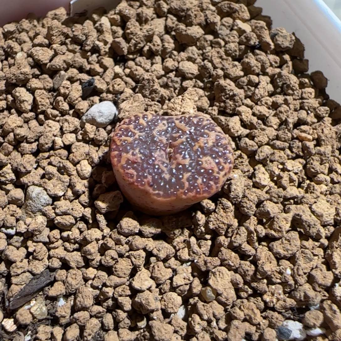 靓***丫肉锥多肉植物组合-超级泡泡勋1033