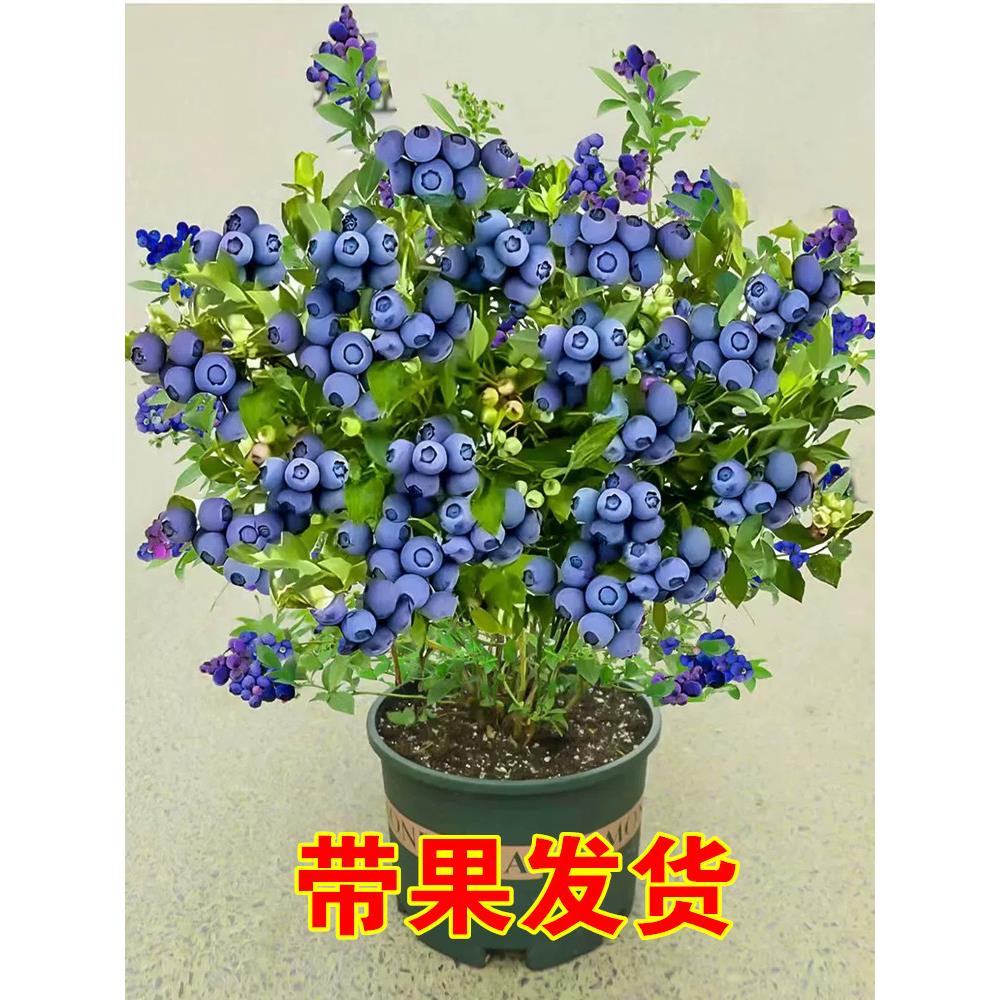 蓝莓树果苗南方北方种植盆栽带果天后奥尼尔大果蓝莓苗薄雾蓝梅树