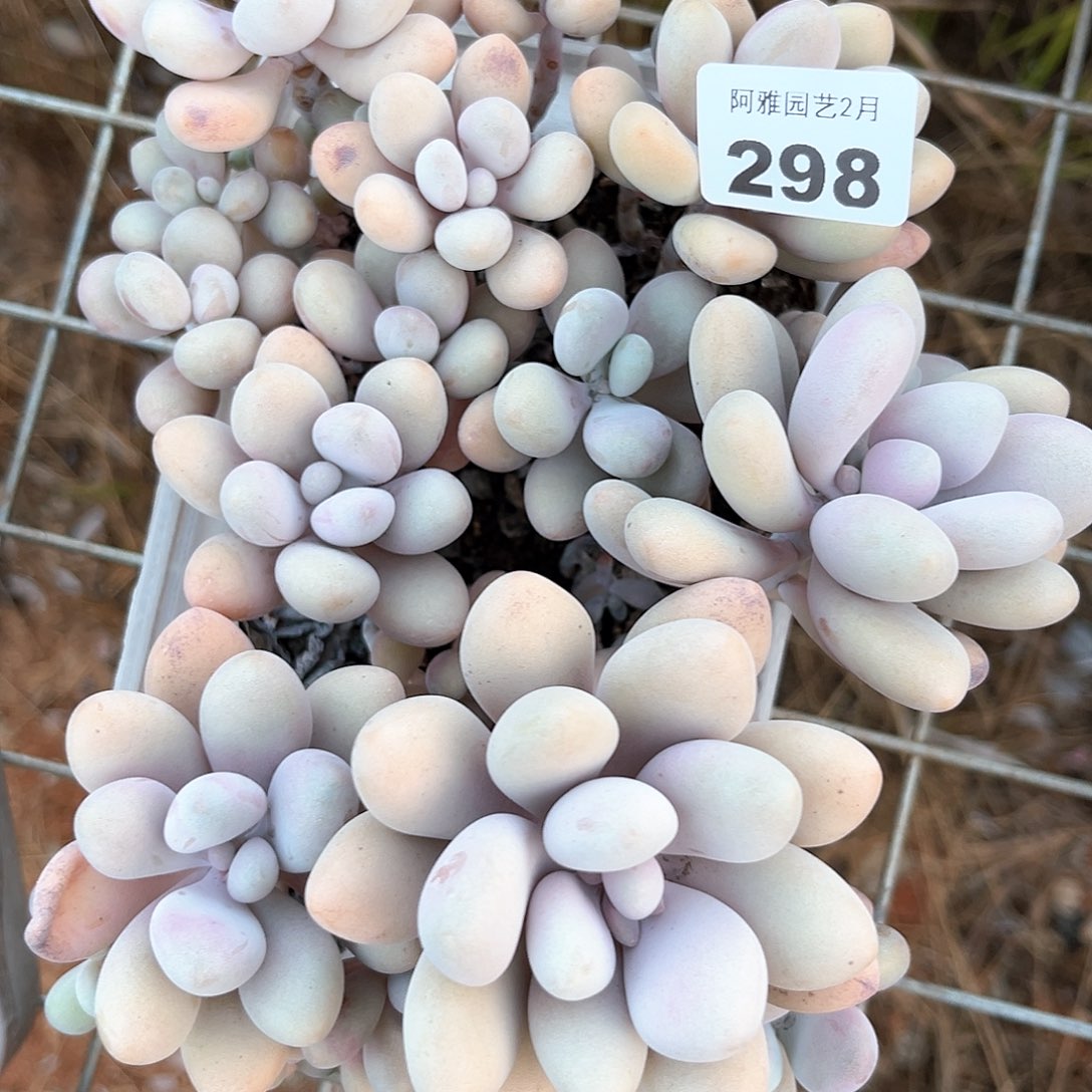 阿雅园艺。       298