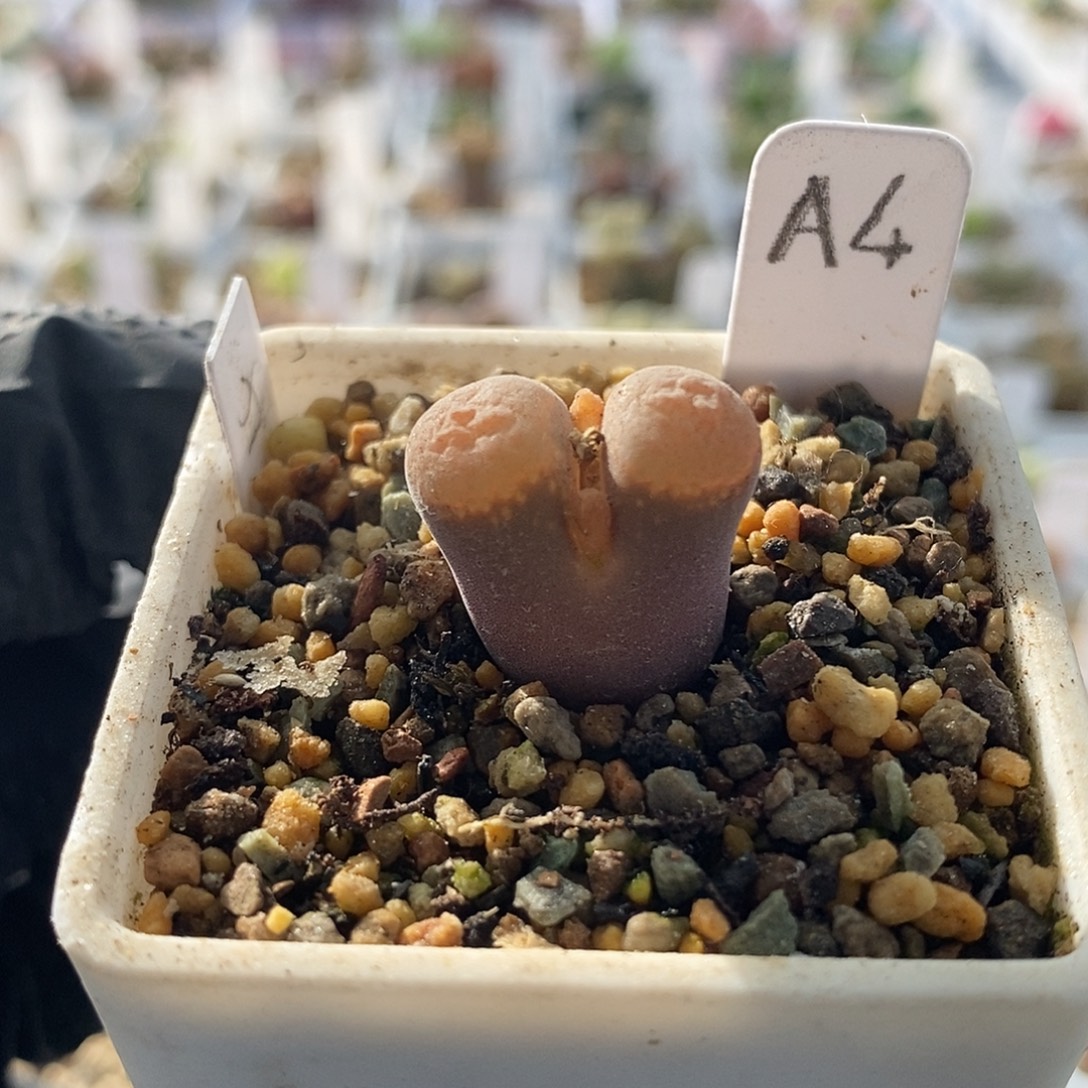 一物一拍F系红风铃母本