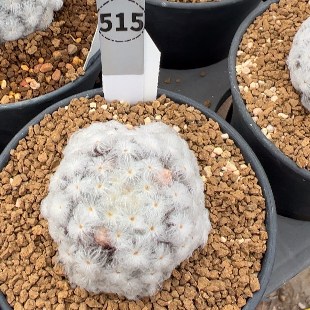 仏头白星多肉植物带盆土515