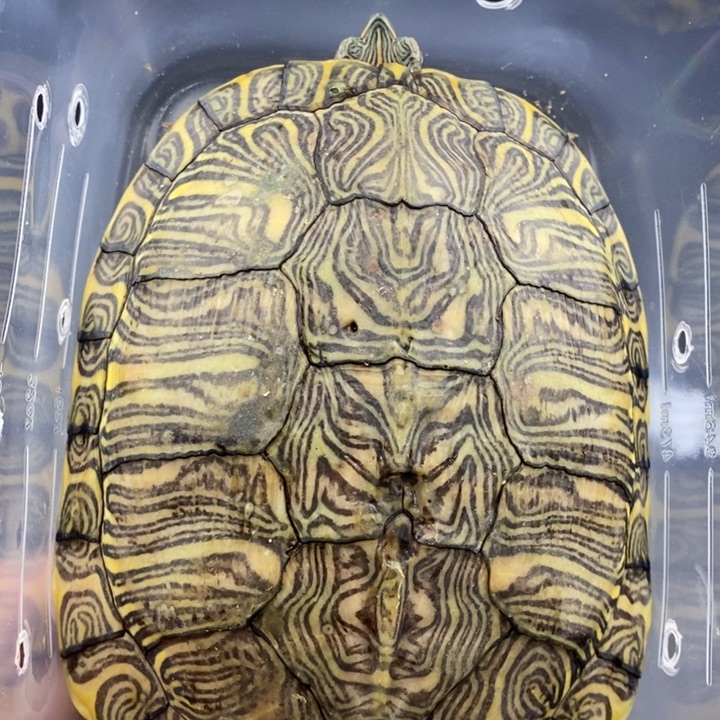 巴西彩龟母6666666