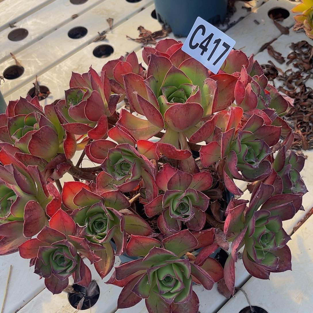 红富士7—9包邮法师