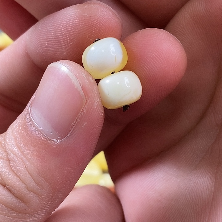 未镶嵌琥珀珠宝奇石