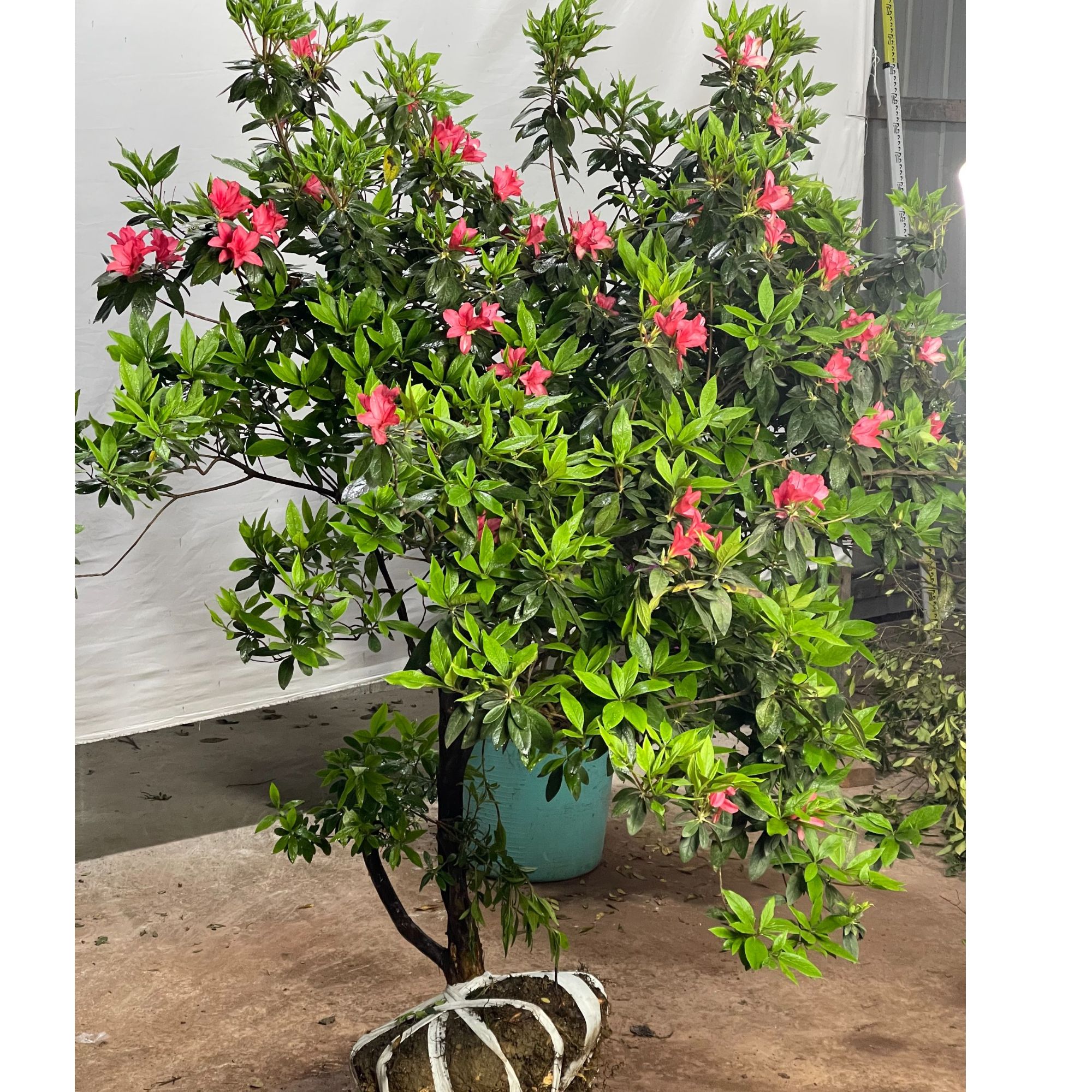 杜鹃花高山原生映山红毛娟夏娟绿植盆景室内绿植好养