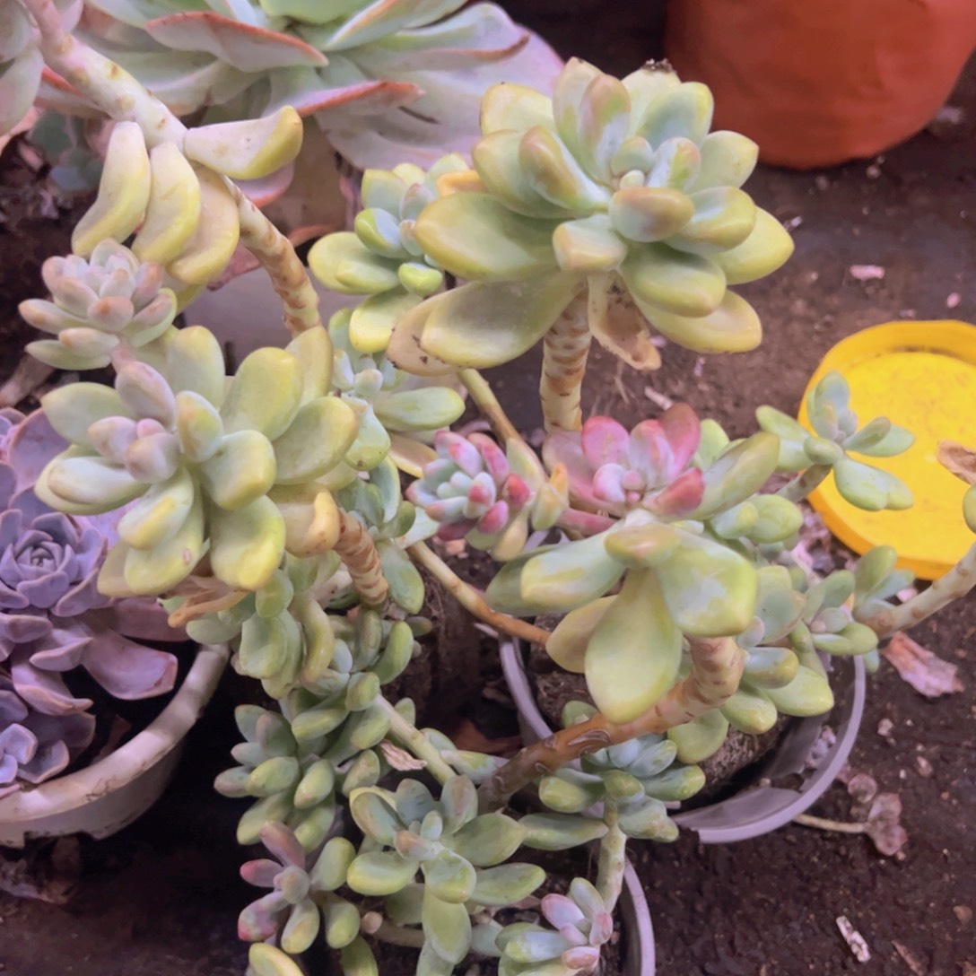 棒棒糖整装整群三盆