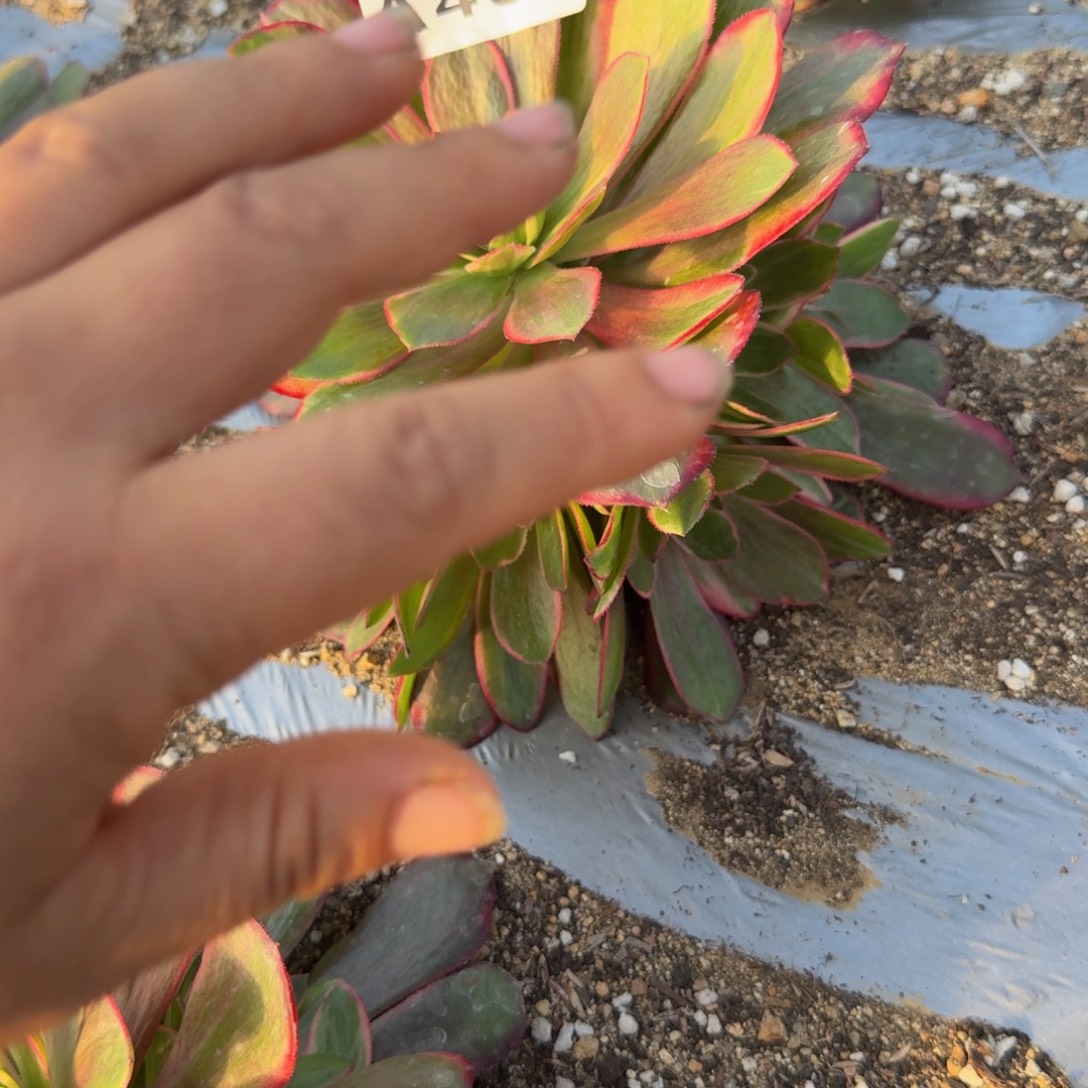 487克拉恋人。多肉植物