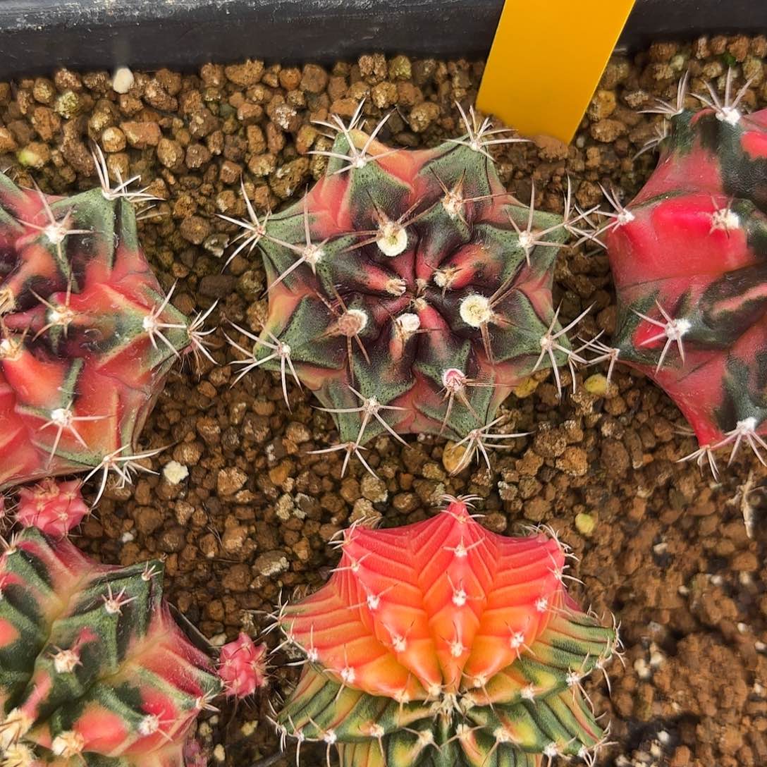 626-0908泰国发货 小粉