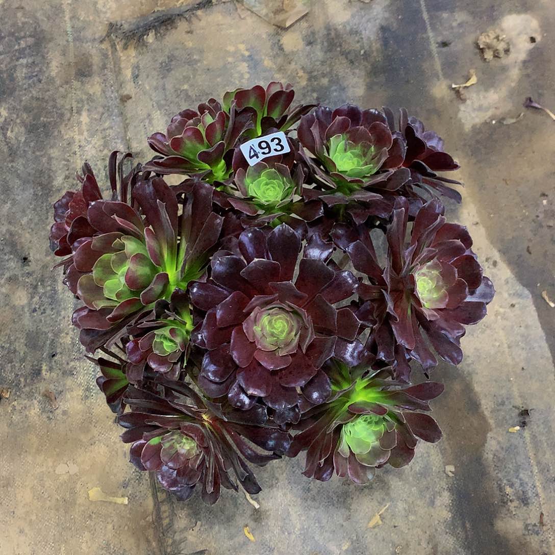 ?****师493欧若拉5888888花