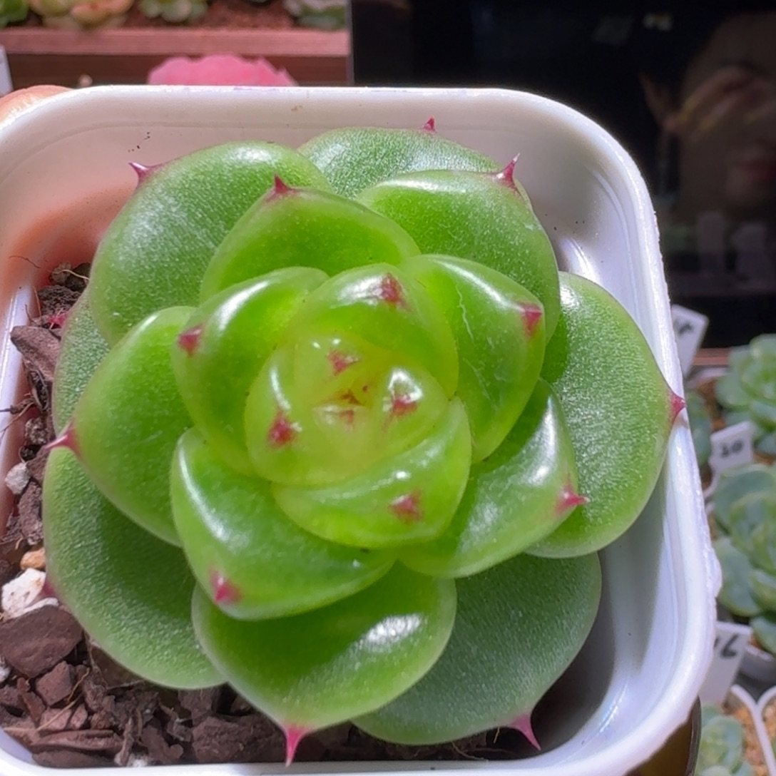 1珍妮单头多肉植物