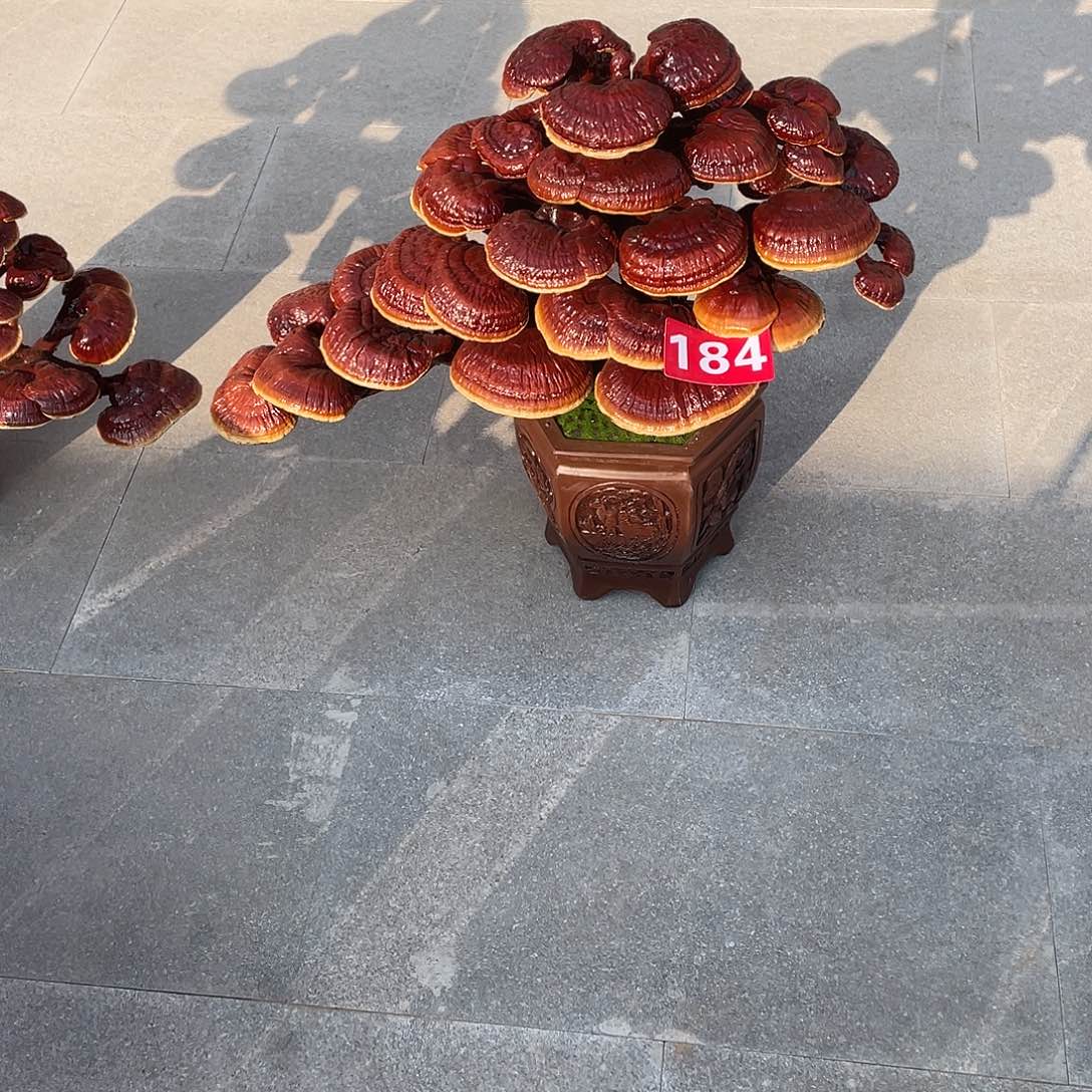 无花朵888888888888888