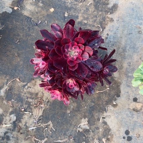 美杜莎4多肉植物法师