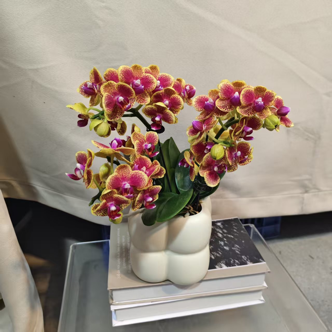 蝴蝶兰【金元宝】蝴蝶兰室内种植观赏可带花发货适合送礼