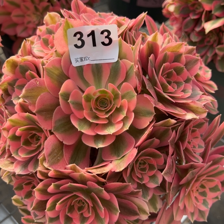 313女巫22厘米左右