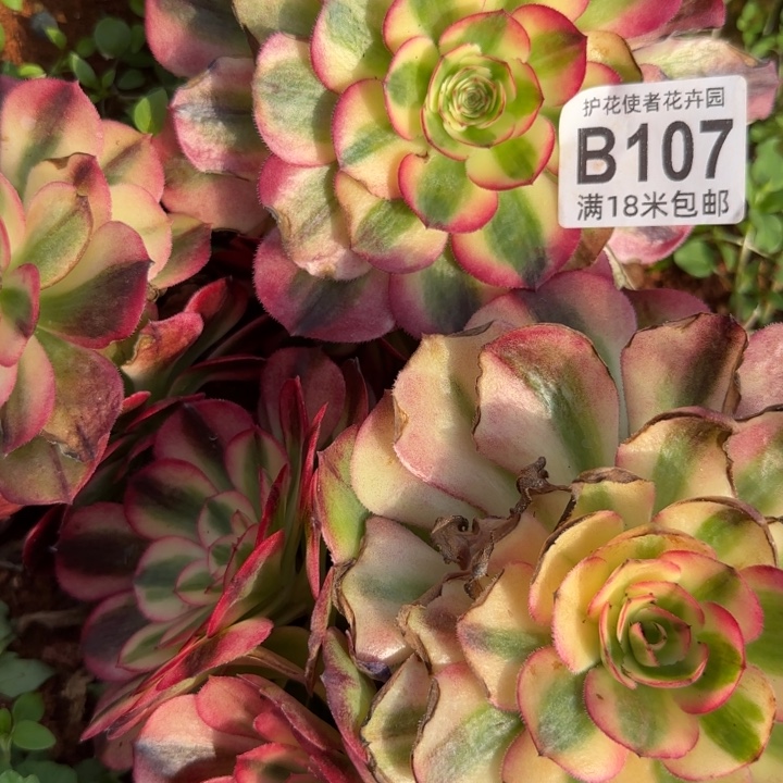 多肉法师淘宝福利