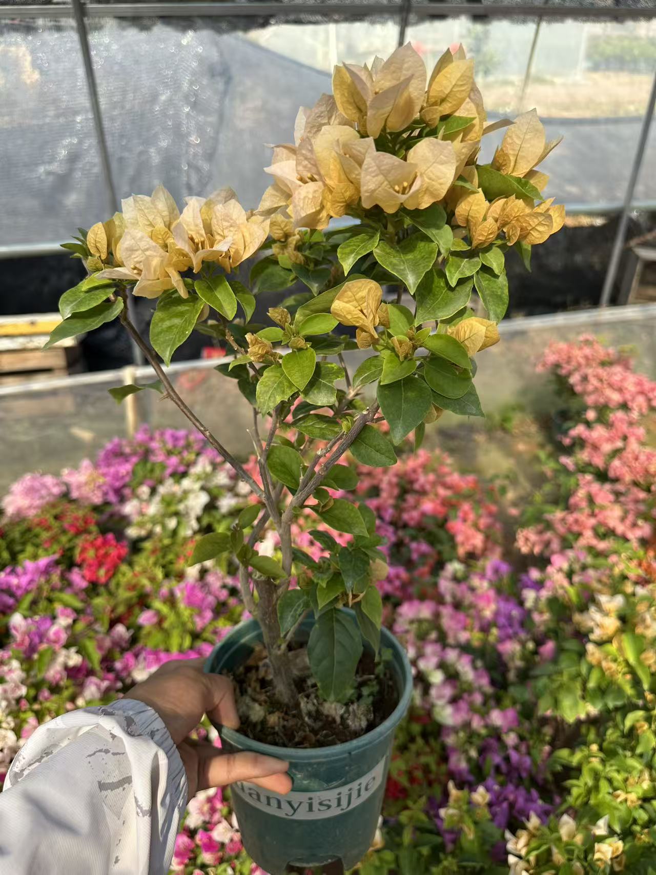 苏瓦娜三角梅—糖先生 (掉花掉叶不售后严重时光杆子，介意勿拍)