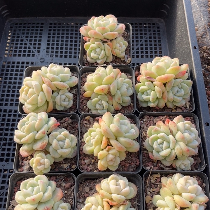 冰玉多肉七方盆一组10个7号